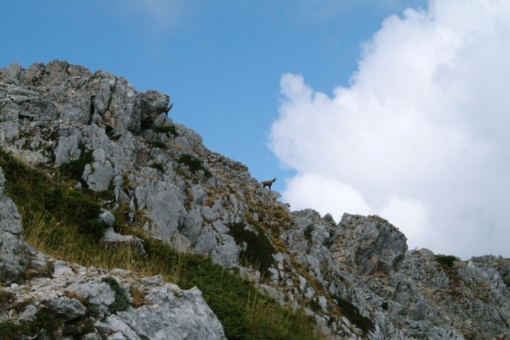 Camoscio d''Abruzzo Rupicapra pyrenaica ornata